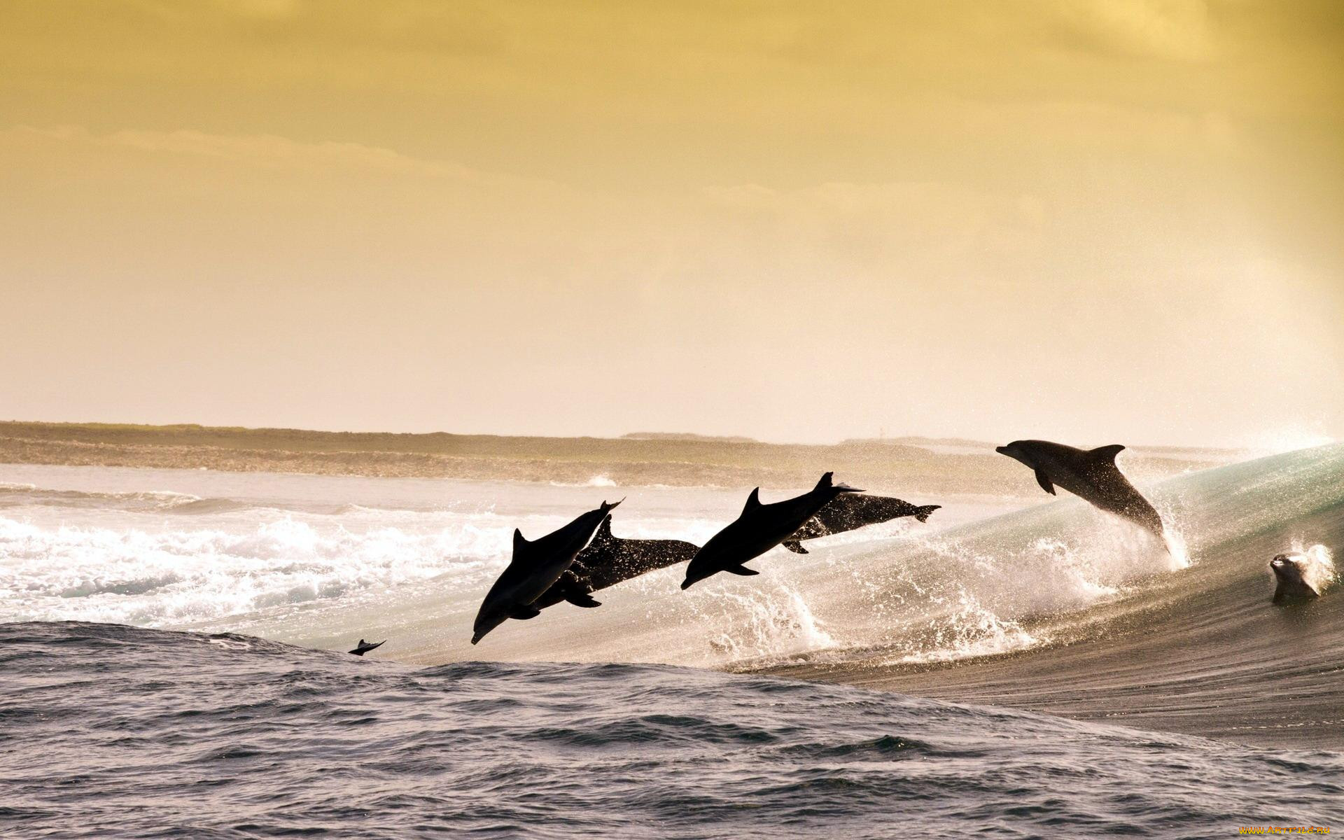 Море океан дельфины